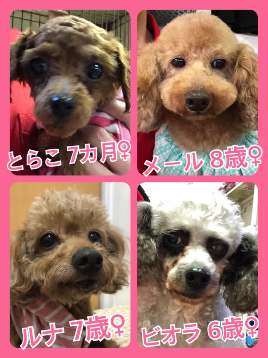 🐾今日の里親様募集中ワンコ🐶メンバーです🐾2020,4,17